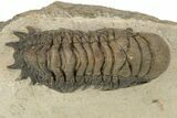 Detailed Crotalocephalina Trilobite - Orange Mineral Striping #251673-2